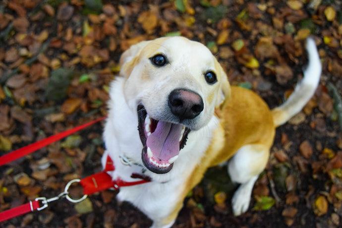 Which Dog Breed Is The Most Intelligent?