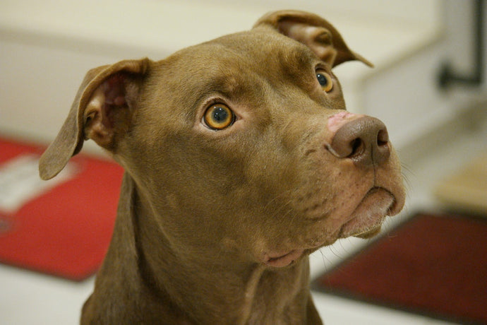 Are Pitbulls Really Violent?